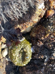 Anthopleura xanthogrammica