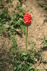 Arum korolkowii