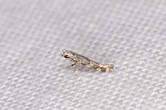 Acrocercops irrorata