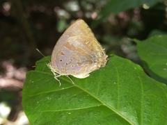 Arhopala madytus