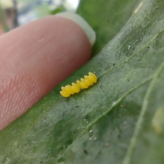 Coccinellidae