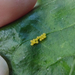 Coccinellidae
