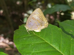 Arhopala madytus