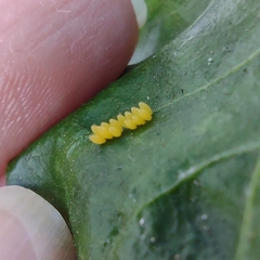 Coccinellidae