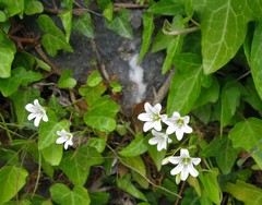 Gagea graeca