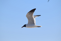 Leucophaeus atricilla