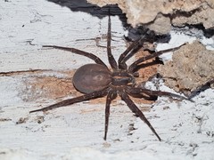 Dolomedes instabilis