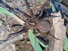 Dolomedes instabilis