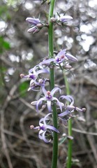 Petromarula pinnata
