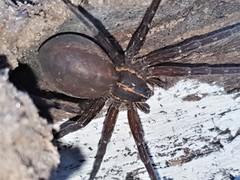 Dolomedes instabilis
