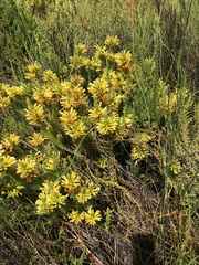 Erica viscaria