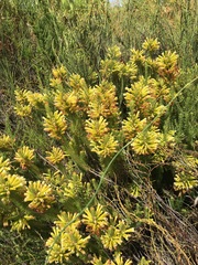 Erica viscaria