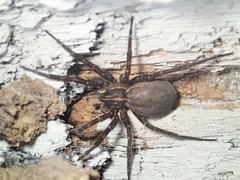 Dolomedes instabilis