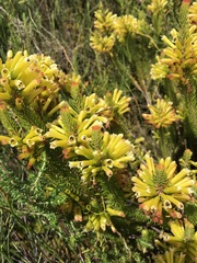 Erica viscaria
