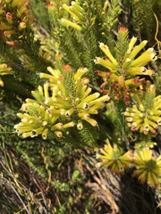 Erica viscaria