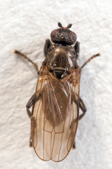 Copromyza equina