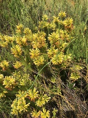 Erica viscaria