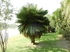 Copernicia macroglossa