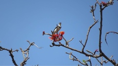 Cissomela pectoralis