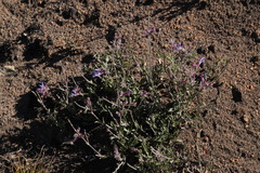 Salvia albicaulis