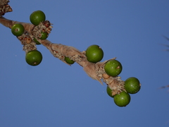 Copernicia macroglossa