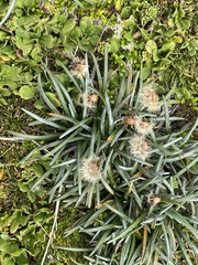 Celmisia major brevis