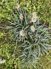 Celmisia major brevis