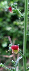 Scrophularia lucida