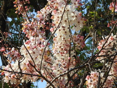 Cassia javanica nodosa