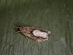 Eudonia hemiplaca