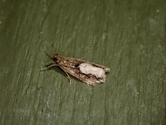 Eudonia hemiplaca