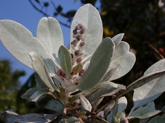 Conocarpus erectus