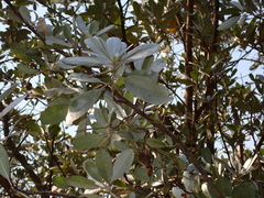 Conocarpus erectus