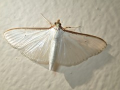 Palpita austrounionalis