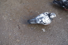 Columba livia domestica