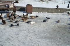 Columba livia domestica