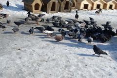 Columba livia domestica