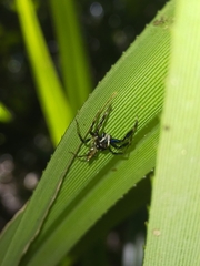 Tauala lepidus