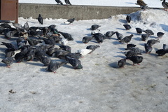 Columba livia domestica