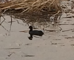 Fulica atra
