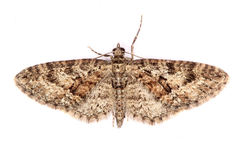Eupithecia dodoneata