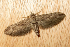 Eupithecia phoeniceata