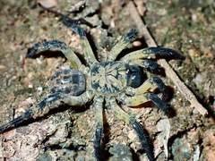 Liphistius desultor