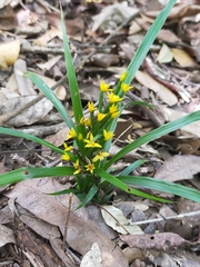Apostasia wallichii