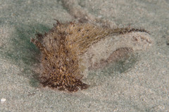 Bursatella hirsuta