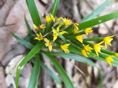 Apostasia wallichii