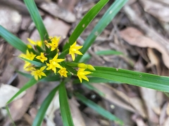 Apostasia wallichii