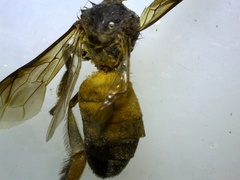 Apis dorsata