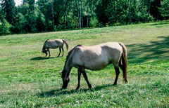 Equus ferus