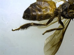 Apis dorsata